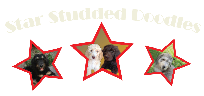 Star Studded Doodles logo